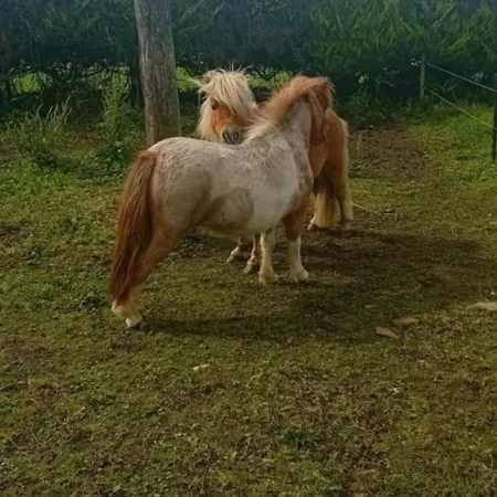 Holiday home Mountain Stream House *