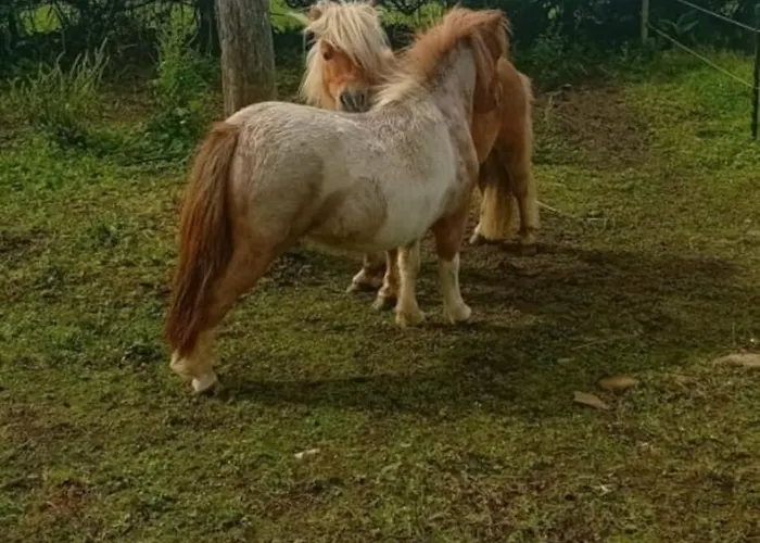 度假居 Mountain Stream House *